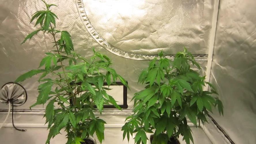 Gorilla Gelato - Ganja Seeds