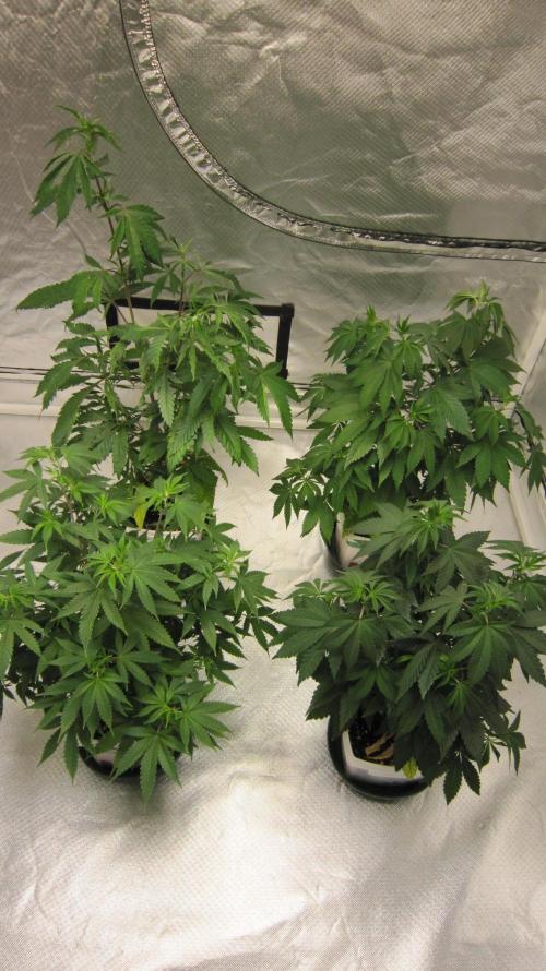 Gorilla Gelato - Ganja Seeds. Week 8 - In this tent, 2 Gorilla Gelato, 1 M.A.C., 1 Banana Gold Rush.