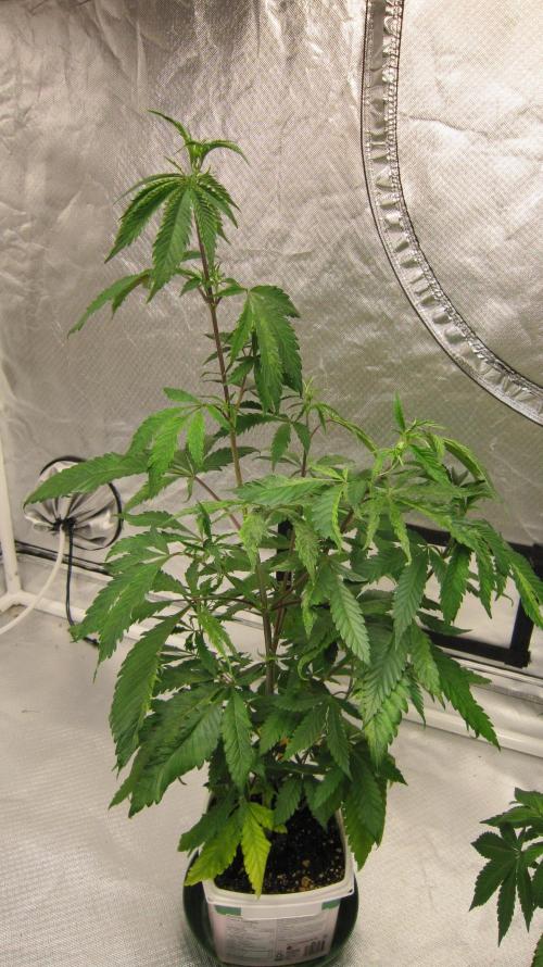 Gorilla Gelato - Ganja Seeds. Week 8 - Plant #1 is weird.