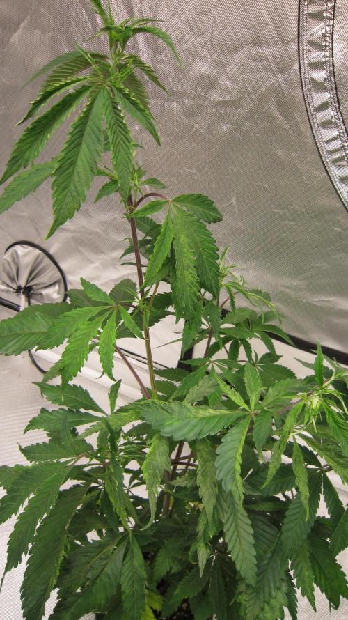 Gorilla Gelato - Ganja Seeds. Week 8 - Plant #1 is going to be a large plant and will be hard to handle.