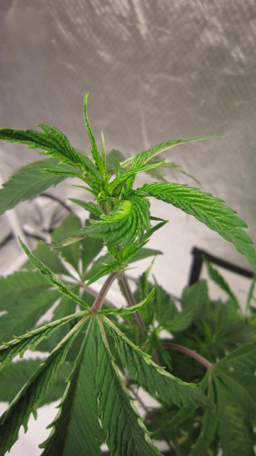 Gorilla Gelato - Ganja Seeds. Week 8 - Plant #1 So my patient's has run out for this plant. You won't see her next week