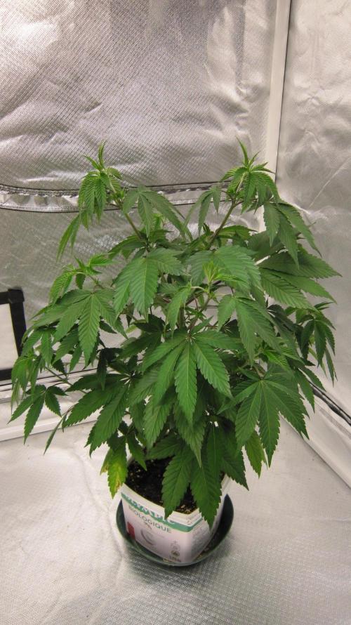 Gorilla Gelato - Ganja Seeds. Week 8 - Plant #2 - Will just be Gorilla Gelato next week