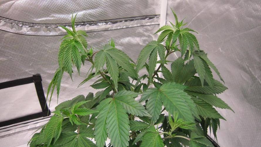 Gorilla Gelato - Ganja Seeds. Week 8 - Got 2 tops to train.