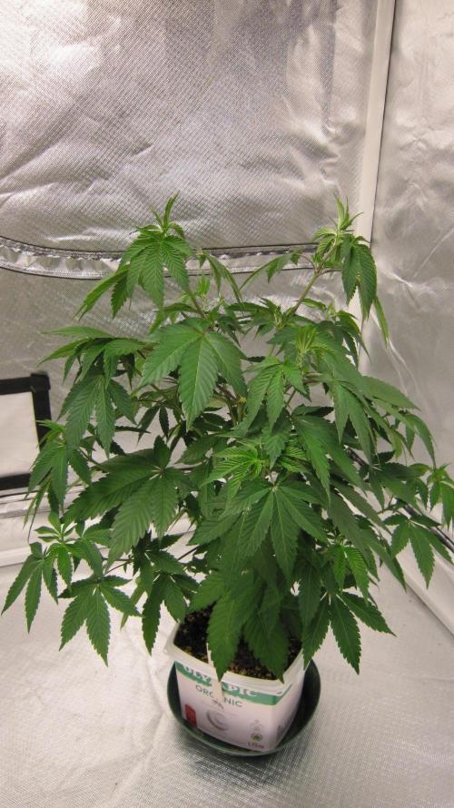 Gorilla Gelato - Ganja Seeds. Week 8 - The plant is looking good. Training should be easy.