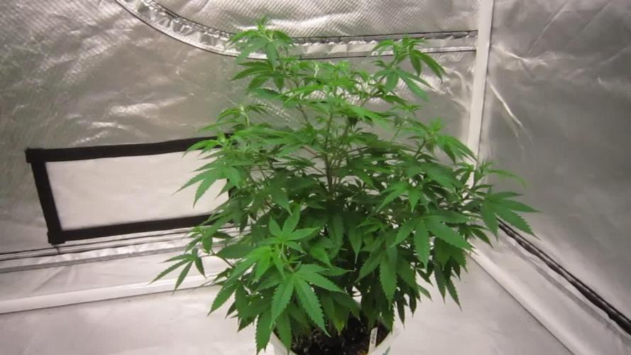 M.A.C.-Sensible Seeds-Premium Selection