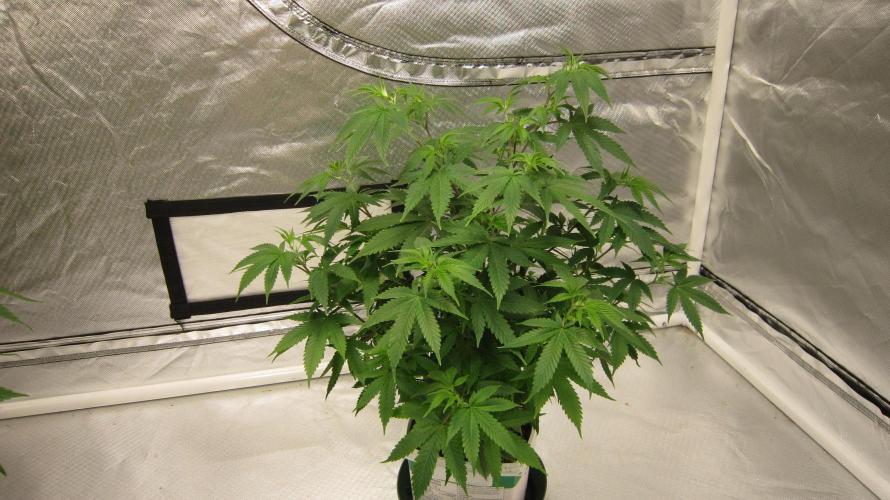 M.A.C.-Sensible Seeds-Premium Selection. Week 9 - M.A.C. 