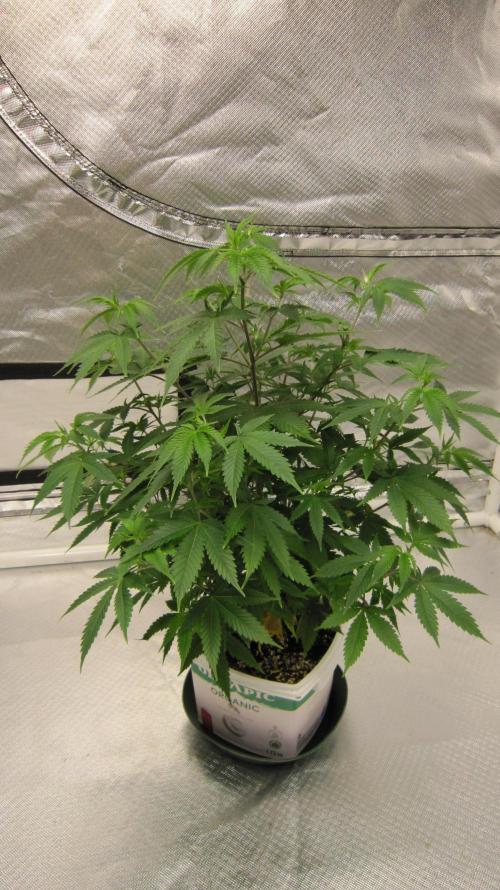 M.A.C.-Sensible Seeds-Premium Selection. Week 9 - M.A.C. 1/4 turn