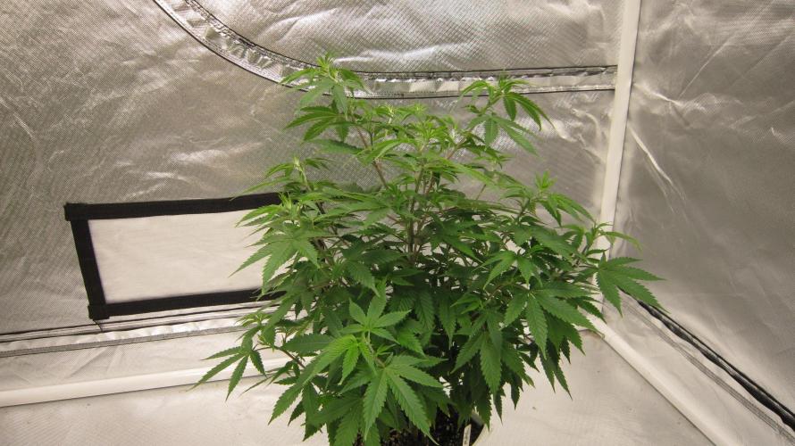 M.A.C.-Sensible Seeds-Premium Selection. Week 9 - M.A.C. 1/4 turn