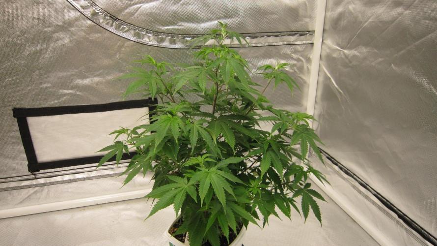 M.A.C.-Sensible Seeds-Premium Selection. Week 9 - M.A.C. 1/4 turn