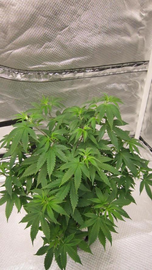 M.A.C.-Sensible Seeds-Premium Selection. Week 9 - Lush Top.