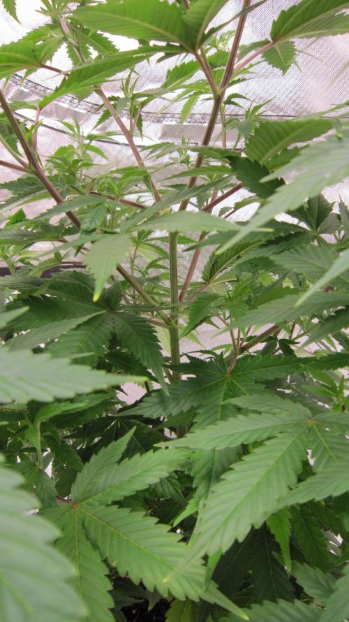 M.A.C.-Sensible Seeds-Premium Selection. Week 9 - Inside structure.
