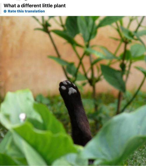 M.A.C.-Sensible Seeds-Premium Selection. Week 9 - It's a Pawtunia.