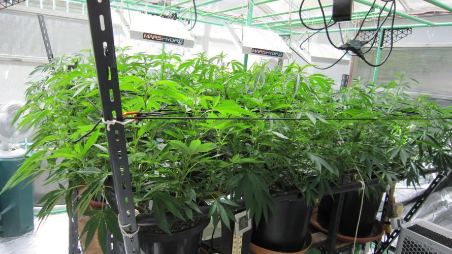 Runtz Mintz Cream by SnowShoe Joe. Week 17 - Facing Southwest
