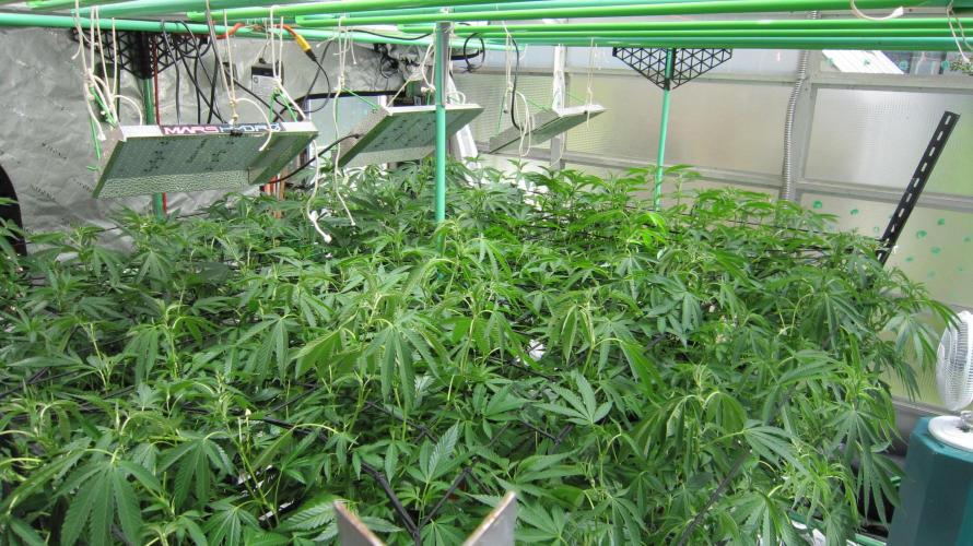 Runtz Mintz Cream by SnowShoe Joe. Week 17 - Facing Northeast