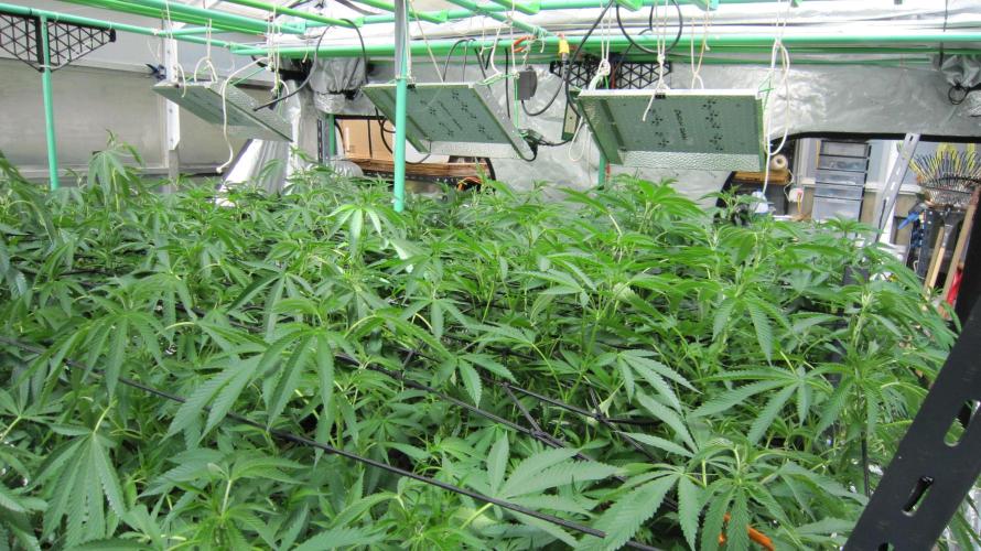 Runtz Mintz Cream by SnowShoe Joe. Week 17 - Facing Northwest