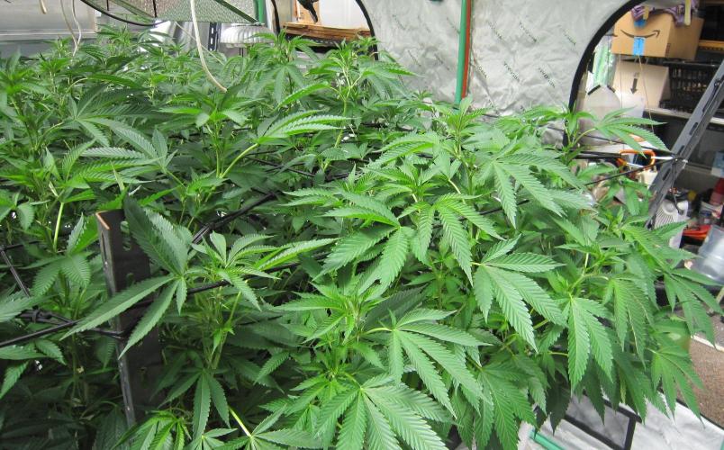 Runtz Mintz Cream by SnowShoe Joe. Week 17 - Plant #1