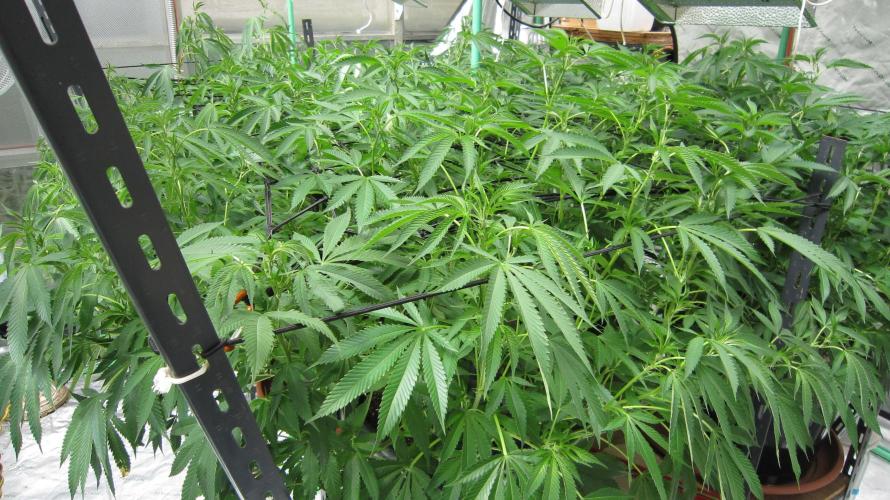 Runtz Mintz Cream by SnowShoe Joe. Week 17 - Plant #2