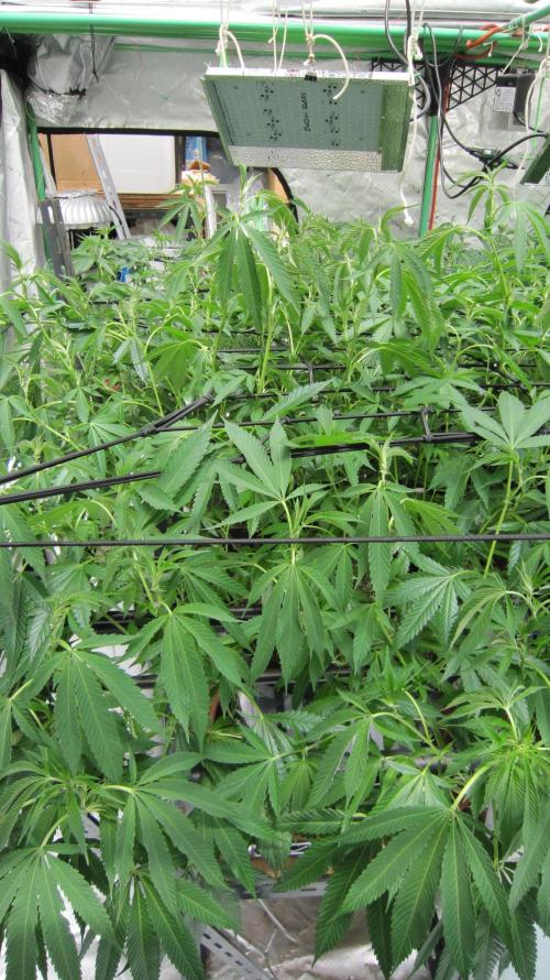 Runtz Mintz Cream by SnowShoe Joe. Week 17 - Plant #4