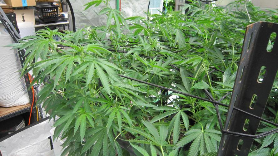 Runtz Mintz Cream by SnowShoe Joe. Week 17 - Plant #5