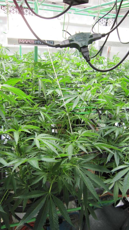Runtz Mintz Cream by SnowShoe Joe. Week 17 - Plant #6
