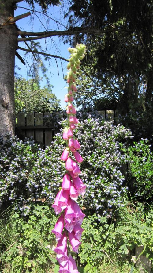 Runtz Mintz Cream by SnowShoe Joe. Week 17 - Fox Glove.