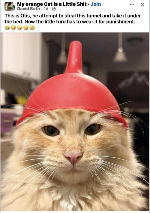 Runtz Mintz Cream by SnowShoe Joe. Week 17 - The cone of shame.