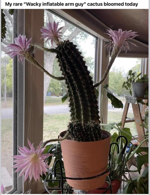 Runtz Mintz Cream by SnowShoe Joe. Week 17 - Nice Cactus