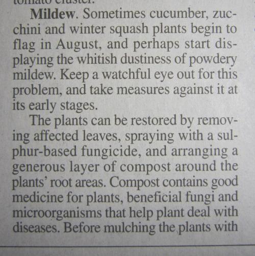 Runtz Mintz Cream by SnowShoe Joe. Week 17 - The newspaper, garden lady, said this about powdery mildew.