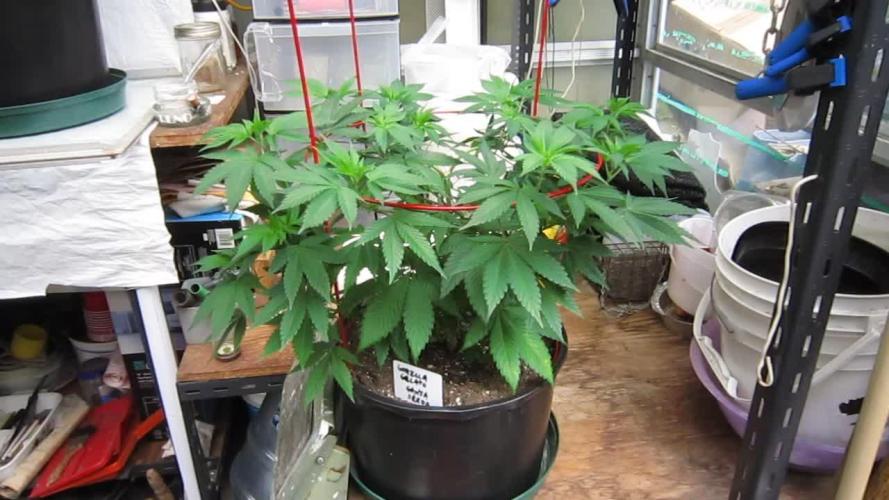 Gorilla Gelato - Ganja Seeds