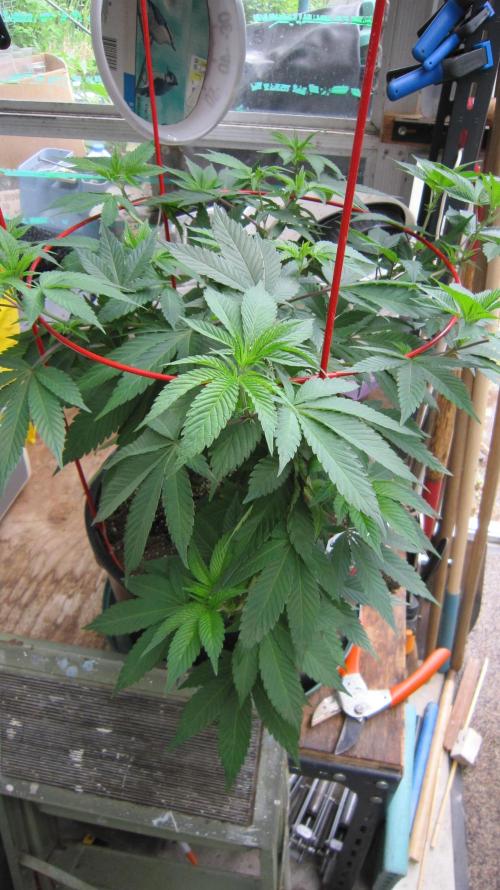 Gorilla Gelato - Ganja Seeds. Week 9 - Gorilla Gelato - GG - 