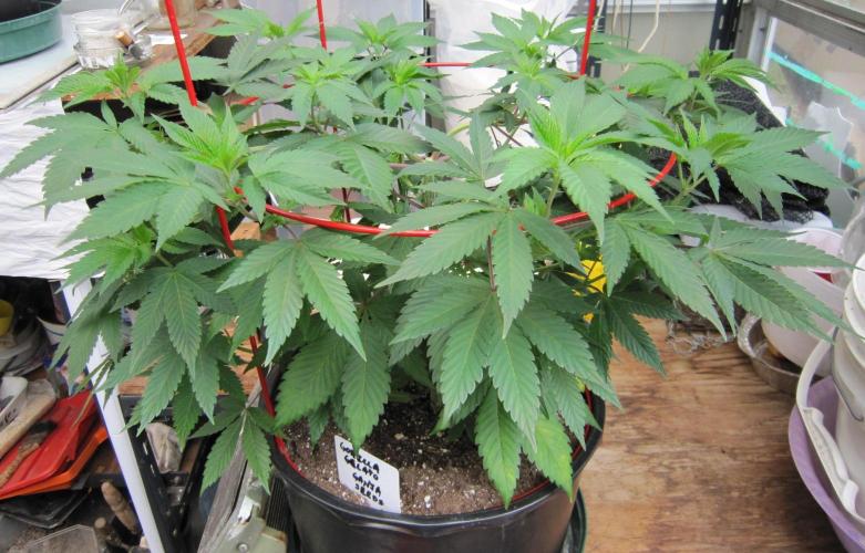 Gorilla Gelato - Ganja Seeds. Week 9 - GG