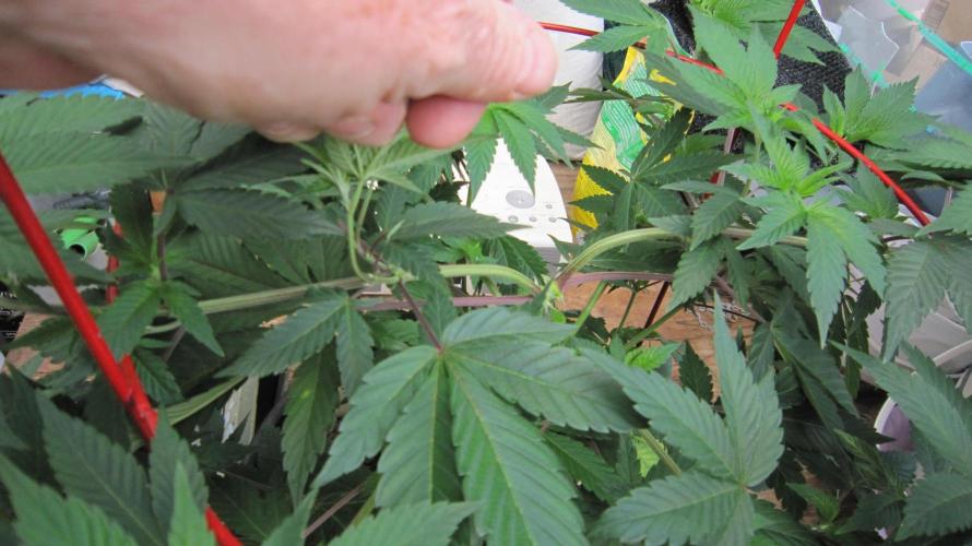 Gorilla Gelato - Ganja Seeds. Week 9 - GG - Main Lines