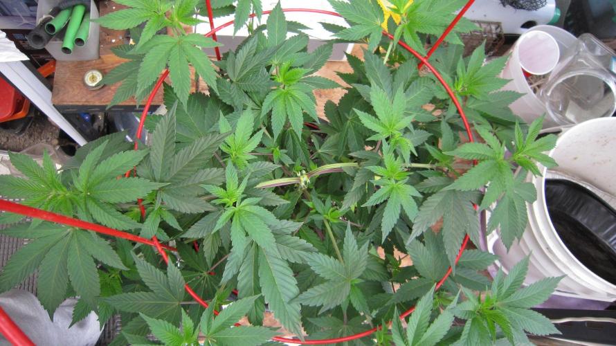 Gorilla Gelato - Ganja Seeds. Week 9 - GG - Top