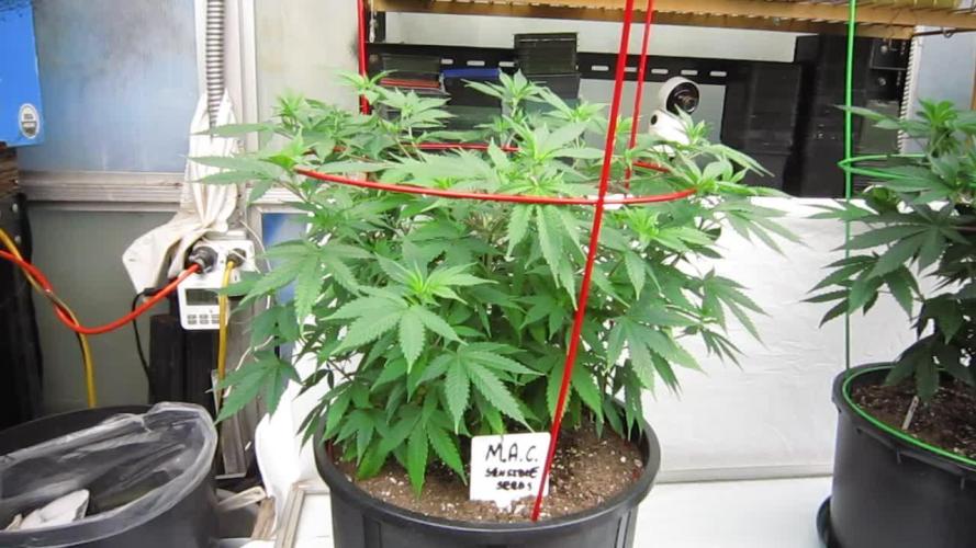 M.A.C.-Sensible Seeds-Premium Selection