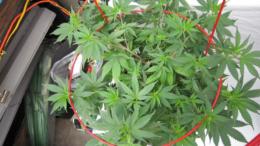 M.A.C.-Sensible Seeds-Premium Selection. Week 10 - M.A.C