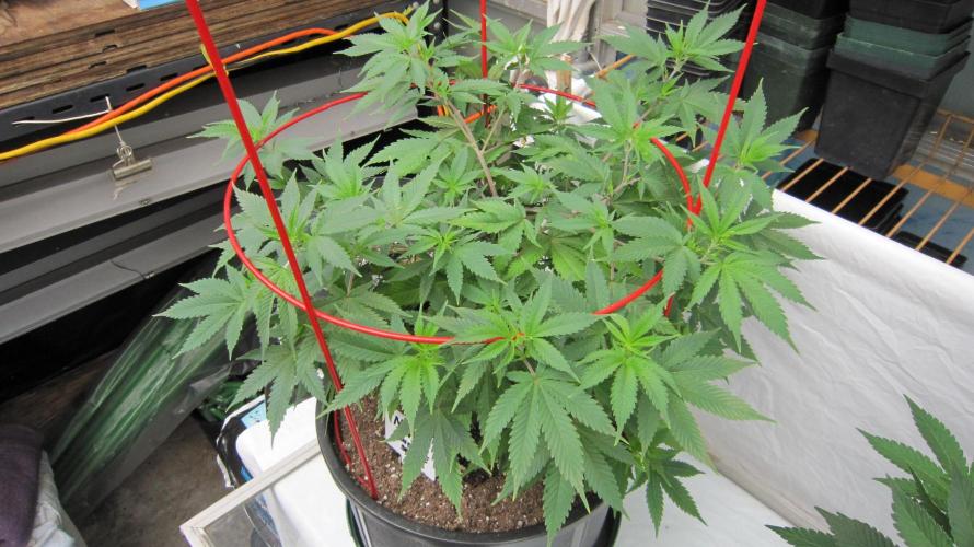 M.A.C.-Sensible Seeds-Premium Selection. Week 10 - M.A.C.