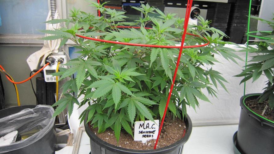 M.A.C.-Sensible Seeds-Premium Selection. Week 10 - M.A.C.