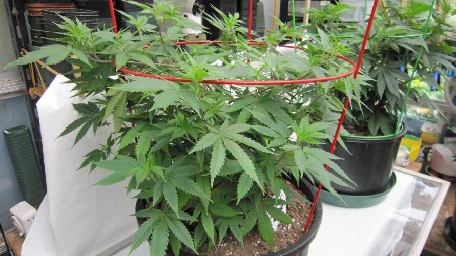 M.A.C.-Sensible Seeds-Premium Selection. Week 10 - M.A.C.