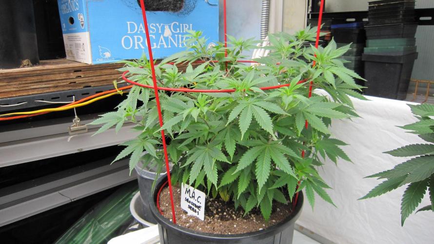 M.A.C.-Sensible Seeds-Premium Selection. Week 10 - M.A.C.