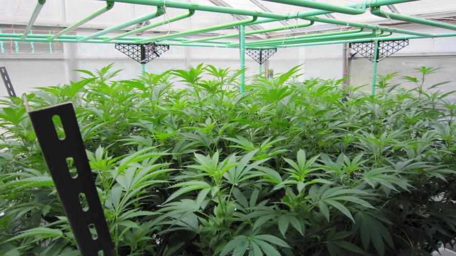 Runtz Mintz Cream by SnowShoe Joe. Week 18 - Just inside the tent. Facing Southwest