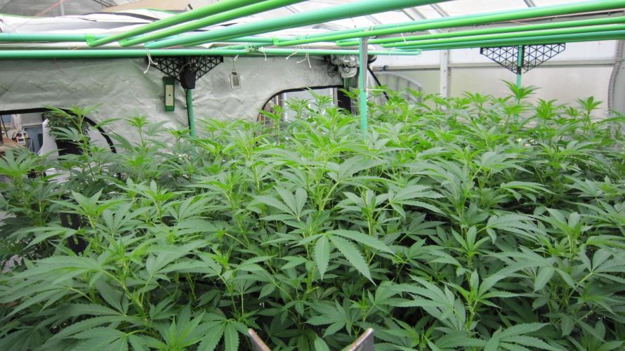 Runtz Mintz Cream by SnowShoe Joe. Week 18 - Facing Northeast
