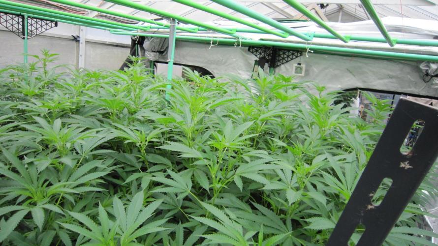 Runtz Mintz Cream by SnowShoe Joe. Week 18 - Facing Northwest