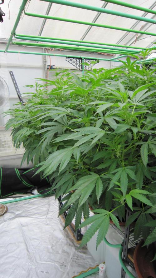 Runtz Mintz Cream by SnowShoe Joe. Week 18 - 3 Plants share the front edge