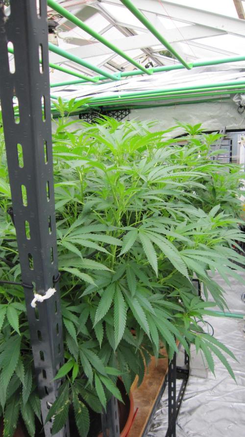 Runtz Mintz Cream by SnowShoe Joe. Week 18 - 2 Plant share the east side edge