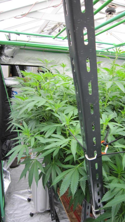 Runtz Mintz Cream by SnowShoe Joe. Week 18 - 2 Plants share the west side edge