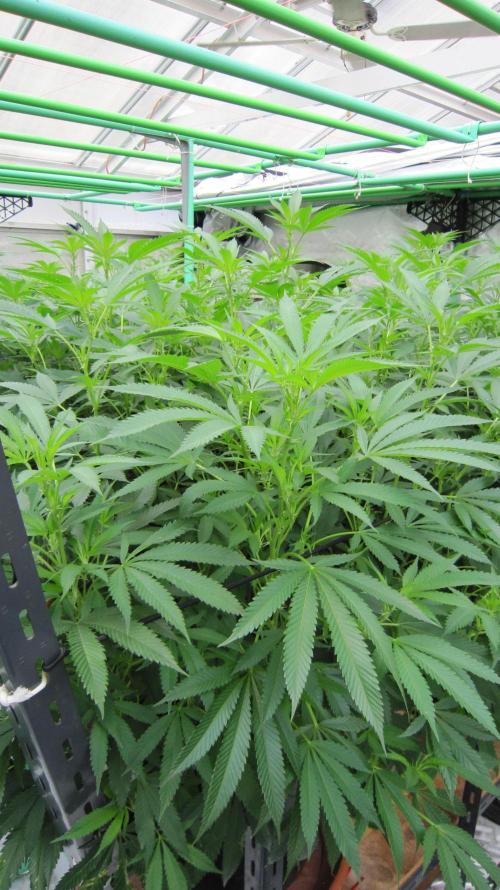 Runtz Mintz Cream by SnowShoe Joe. Week 18 - Plant #2