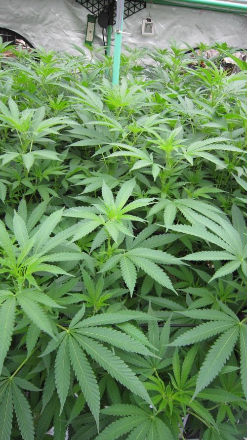 Runtz Mintz Cream by SnowShoe Joe. Week 18 - Plant #3