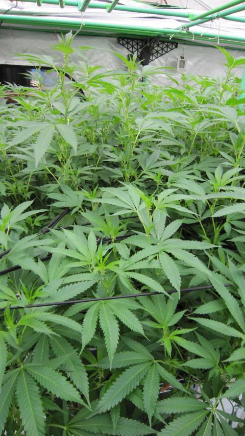 Runtz Mintz Cream by SnowShoe Joe. Week 18 - Plant #4