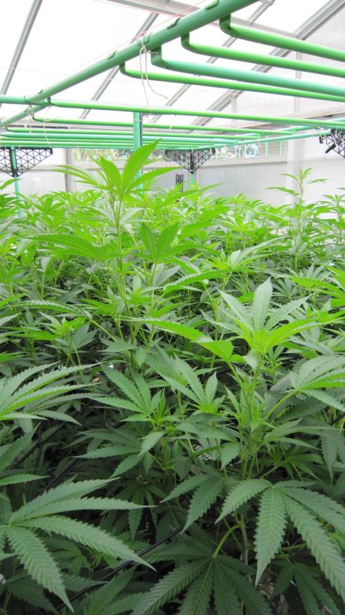 Runtz Mintz Cream by SnowShoe Joe. Week 18 - Plant #5