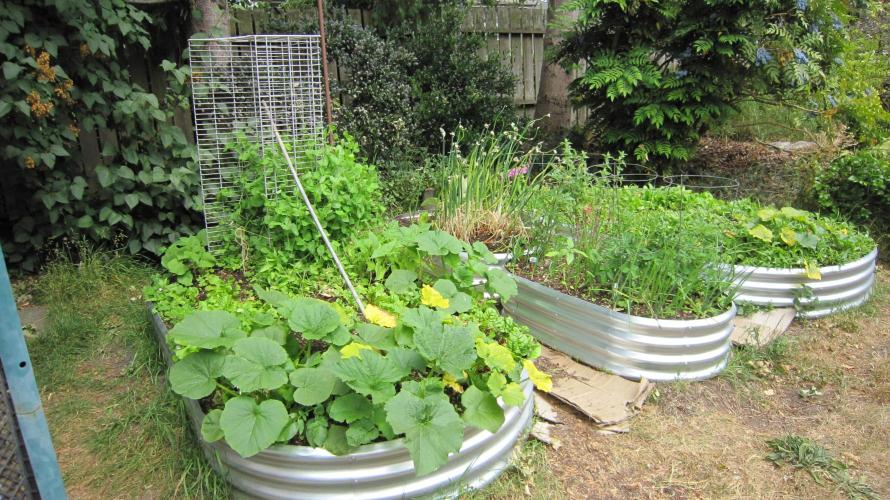 Runtz Mintz Cream by SnowShoe Joe. Week 18 - The garden is coming along